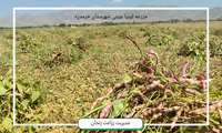 آغاز برداشت لوبیا از سطحی بالغ بر ۱۴ هزار هکتار از مزارع استان زنجان